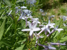 Assan Aluminyum supports biodiversity conservation project