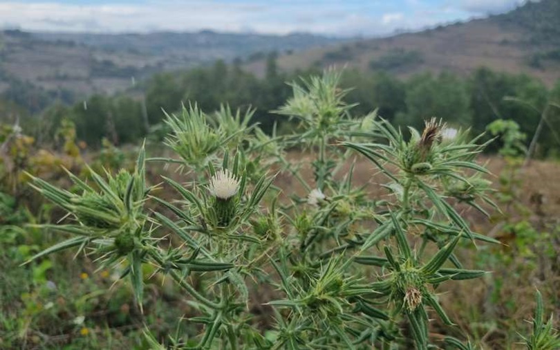 Biyoçeşitliliği Koruma Projesi – Hoş Kangal