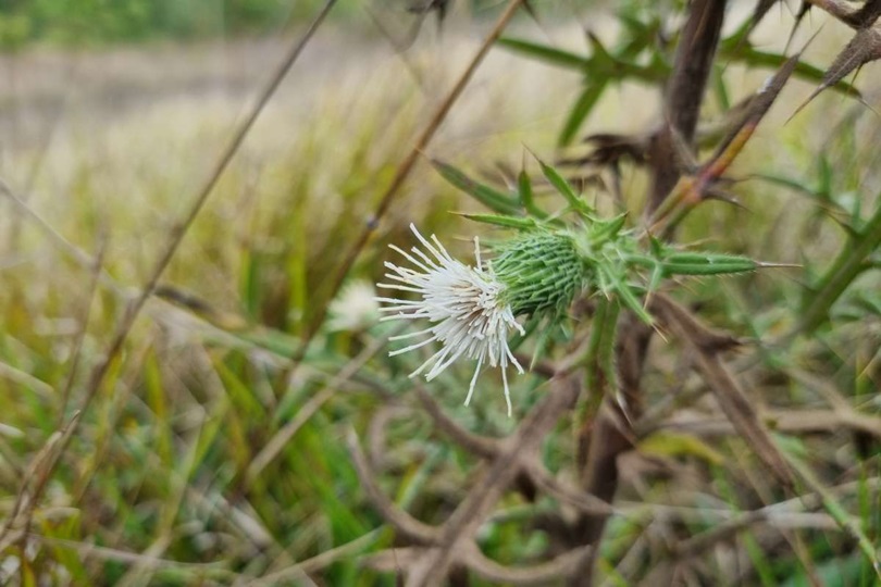 Biodiversity Preservation Project